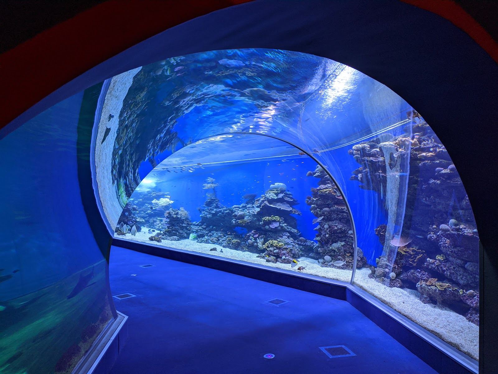 The clear reef water along the southern coral coast at Almog Beach in Eilat