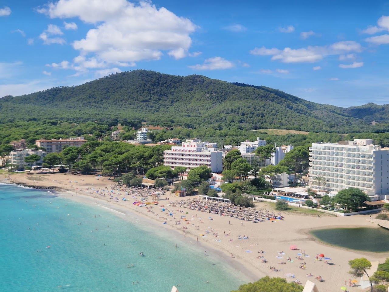 The calm golden bay and pine of Canyamel on Mallorca