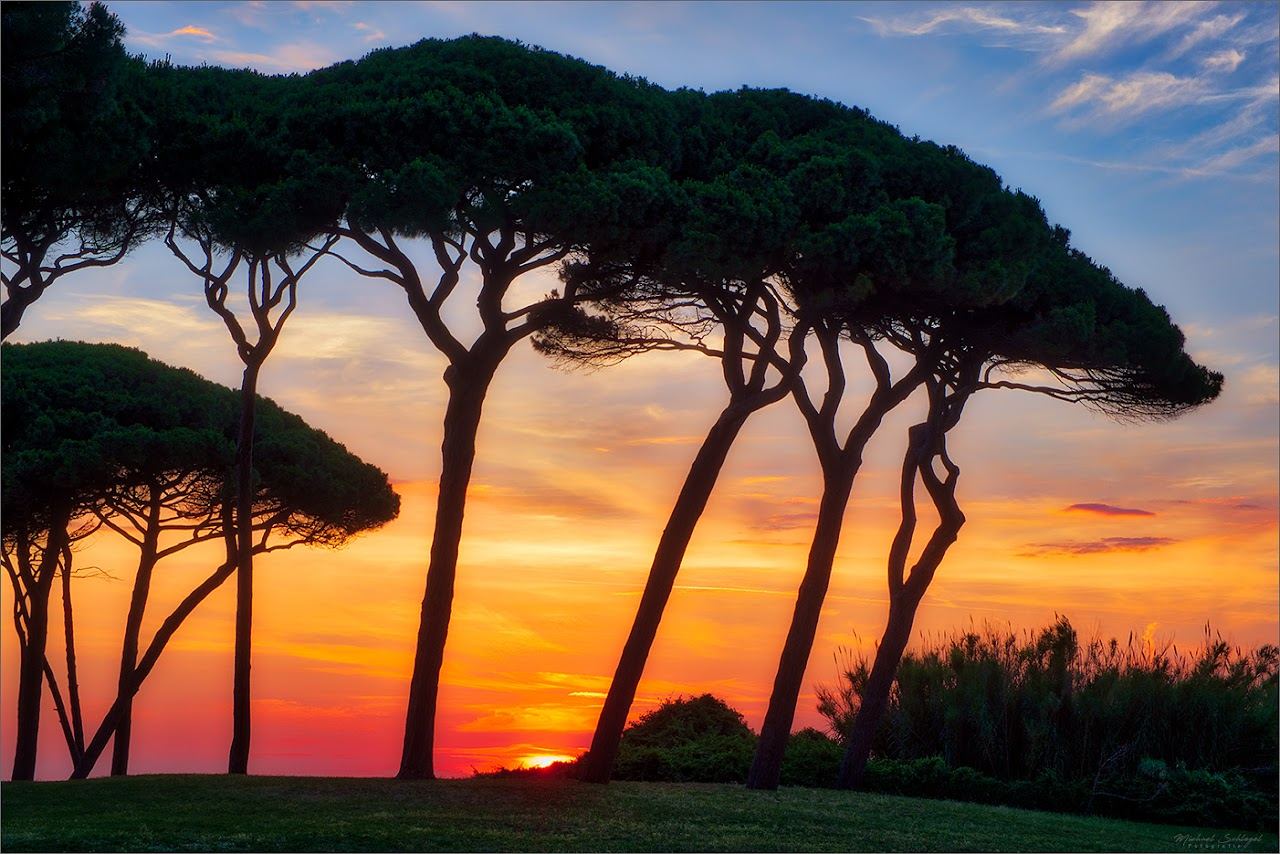 The calm dark sand bay of the Gulf of Baratti backed by pine forest below Etruscan Populonia on the Tuscany coast