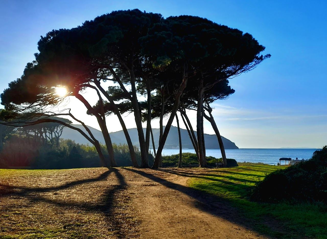 The pine forest meeting the dark sand at the Gulf of Baratti on the Etruscan Coast