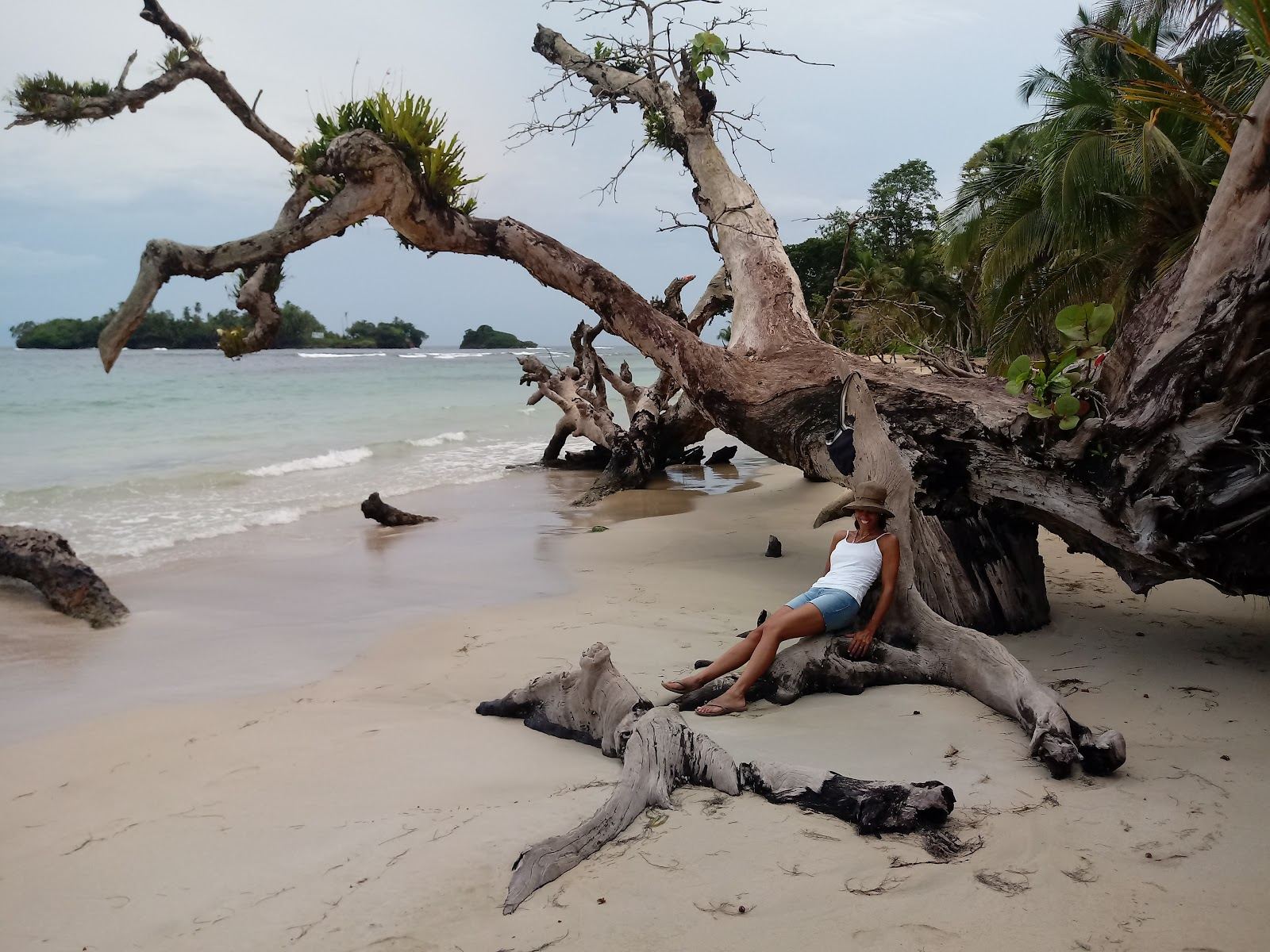 Palm backed sand and clear Caribbean water at Red Frog Beach on Isla Bastimentos in Bocas del Toro Panama