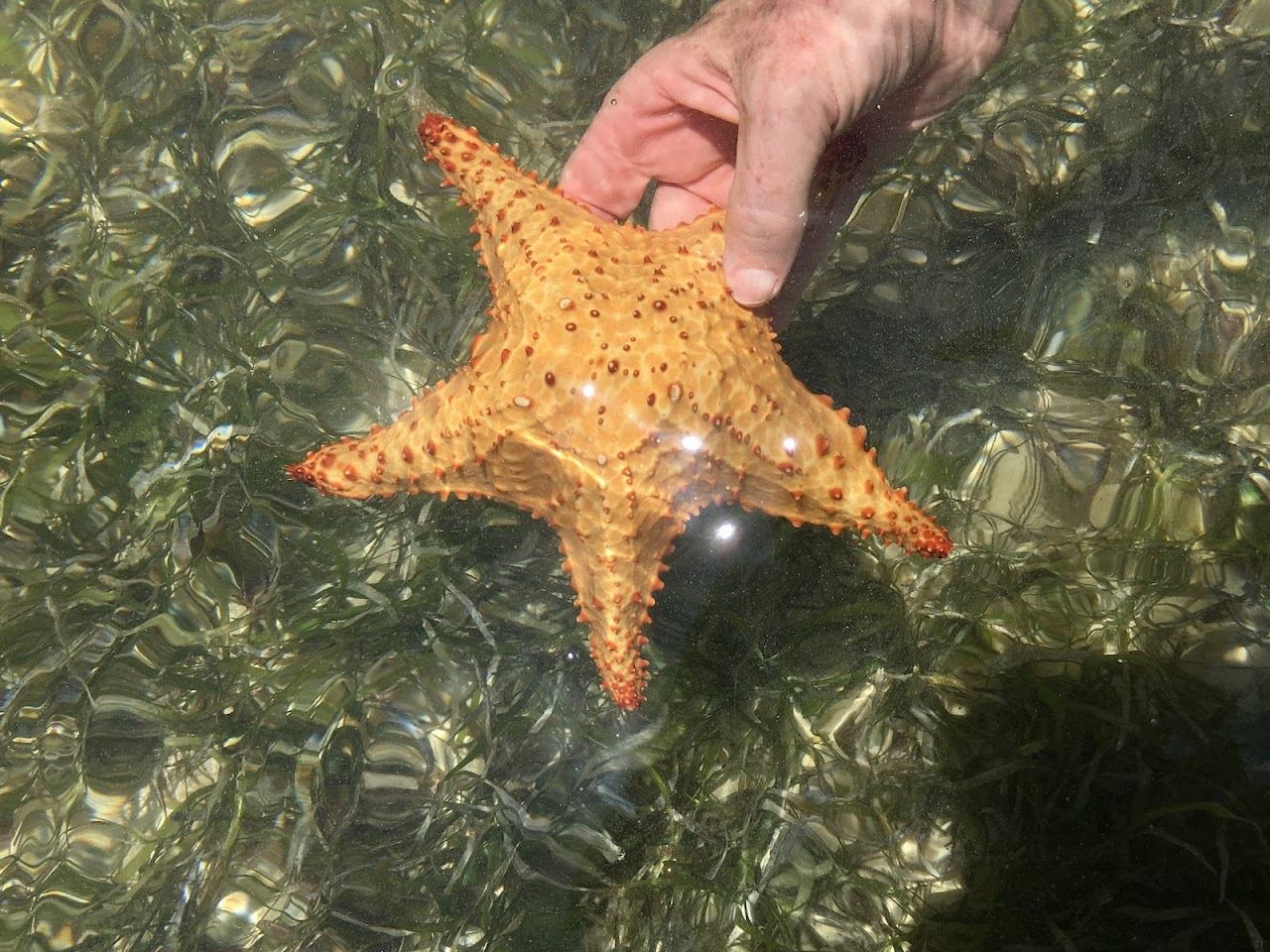 Quiet shallow water and an empty sandy spit at Starfish Point on the north side of Grand Cayman