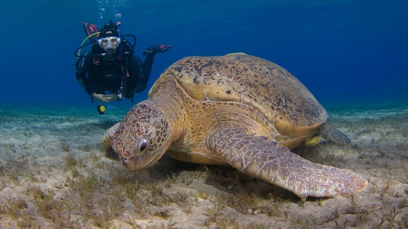 Snorkellers above the coral reef just off Coral Beach in Eilat