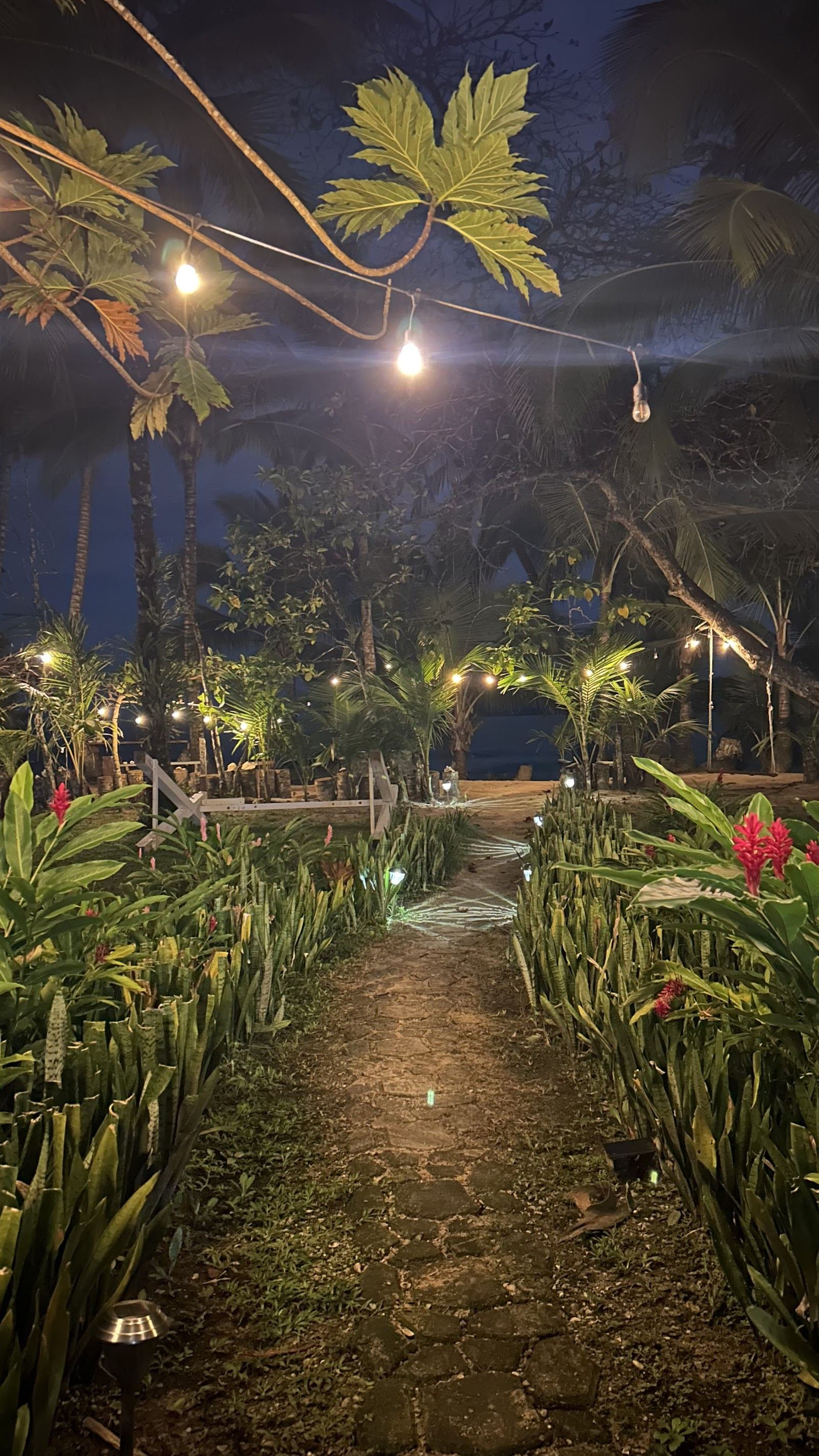 Calm sheltered Caribbean water and palms at Boca del Drago beach on the north tip of Isla Colon in Bocas del Toro Panama