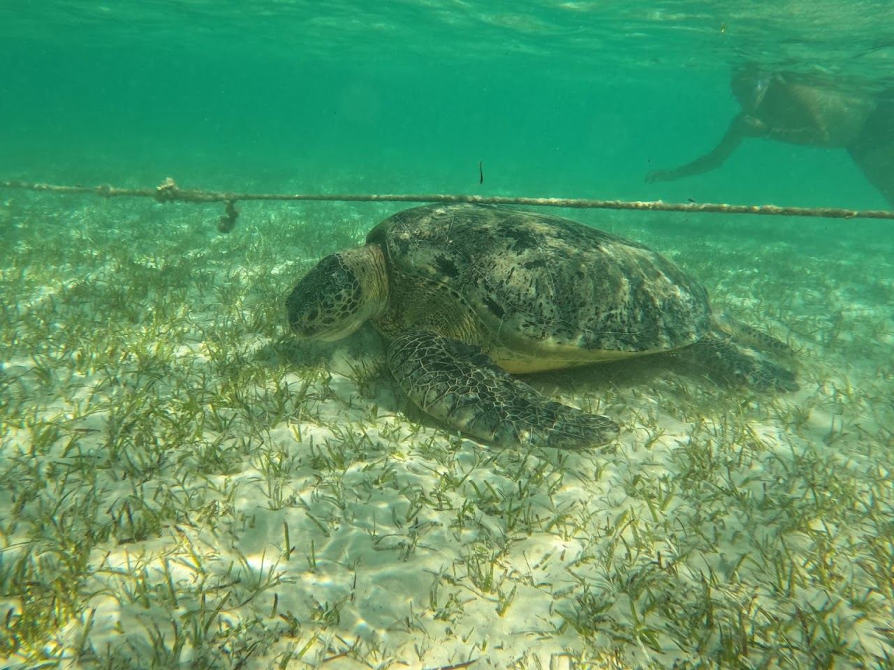 The seagrass bay of Marsa Mubarak near Marsa Alam