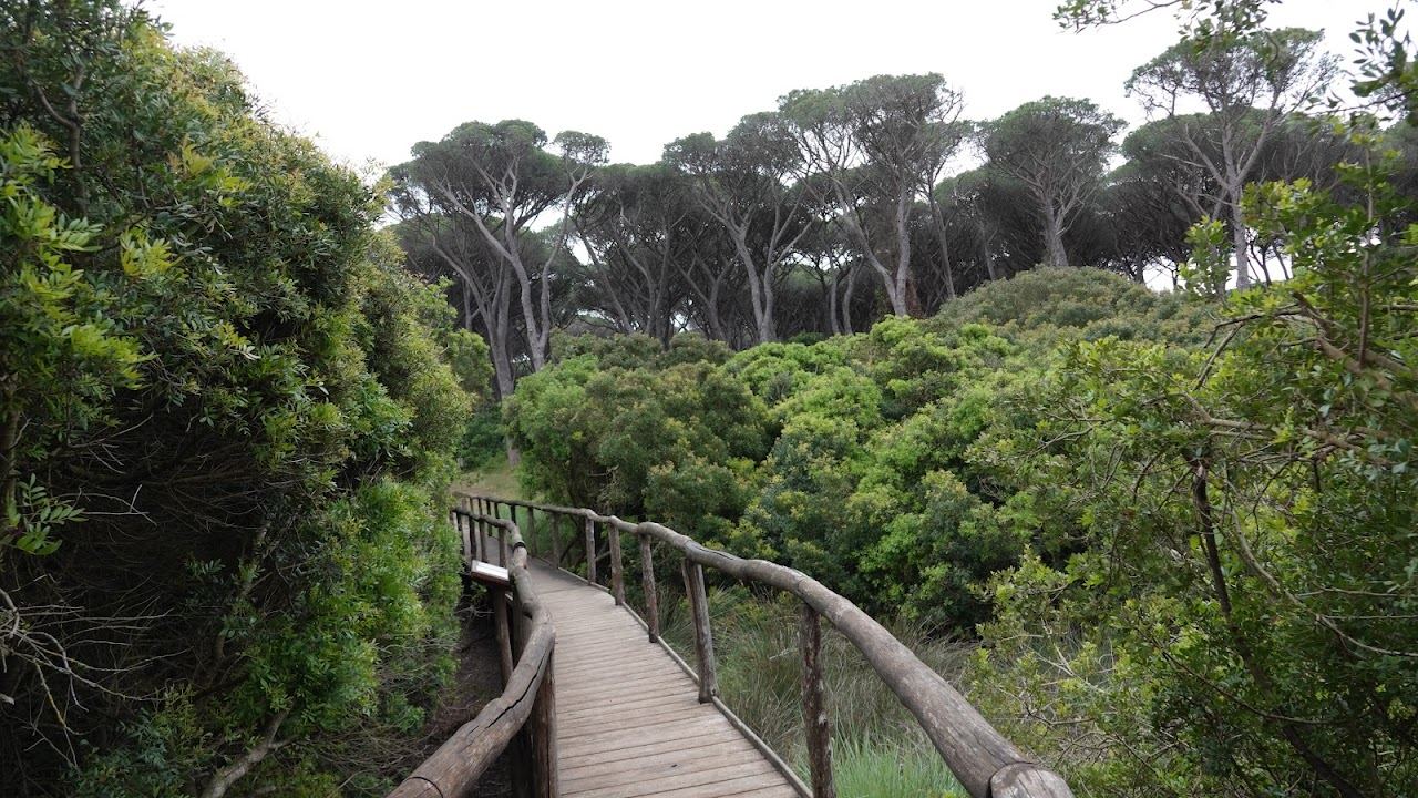 The pine forest of the Duna Feniglia reserve behind the beach near Orbetello