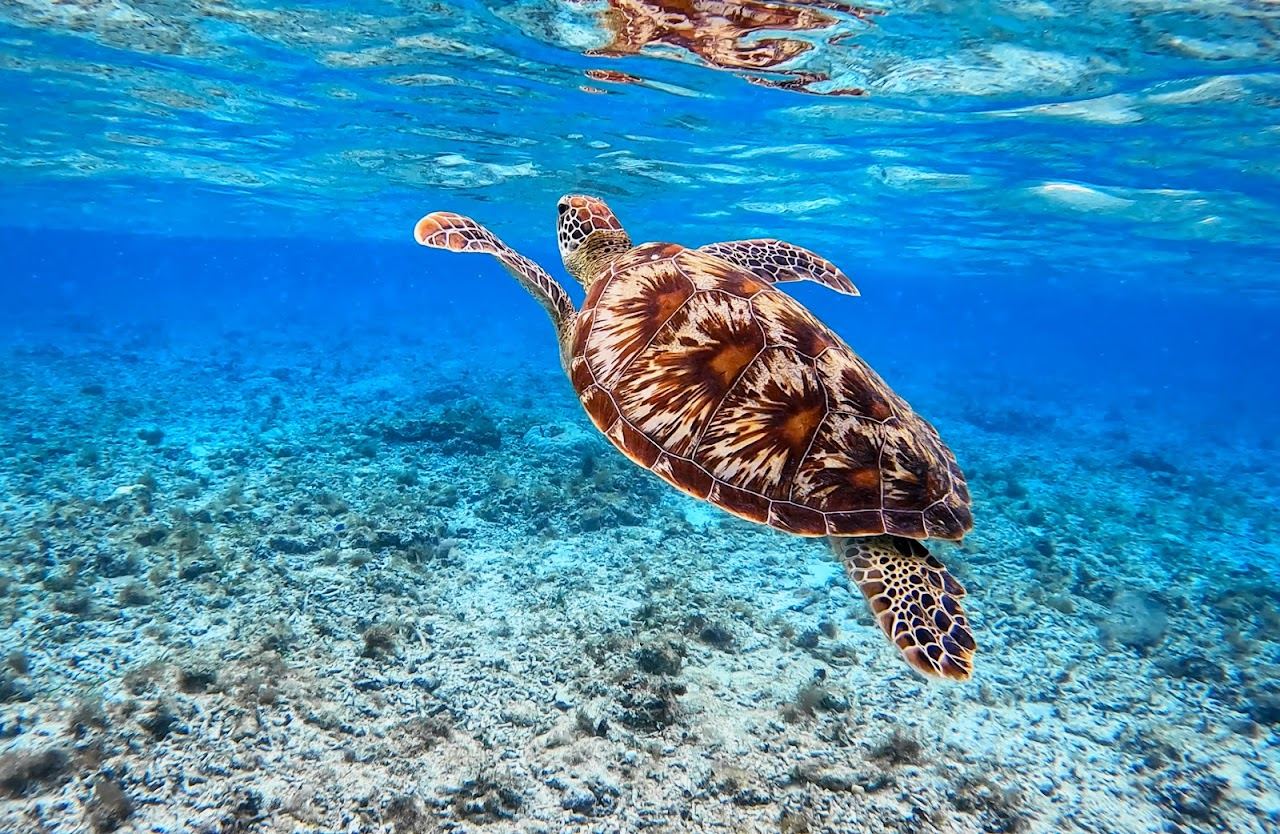Clear shallow water over the reef and seagrass off Gili Meno in the Gili Islands