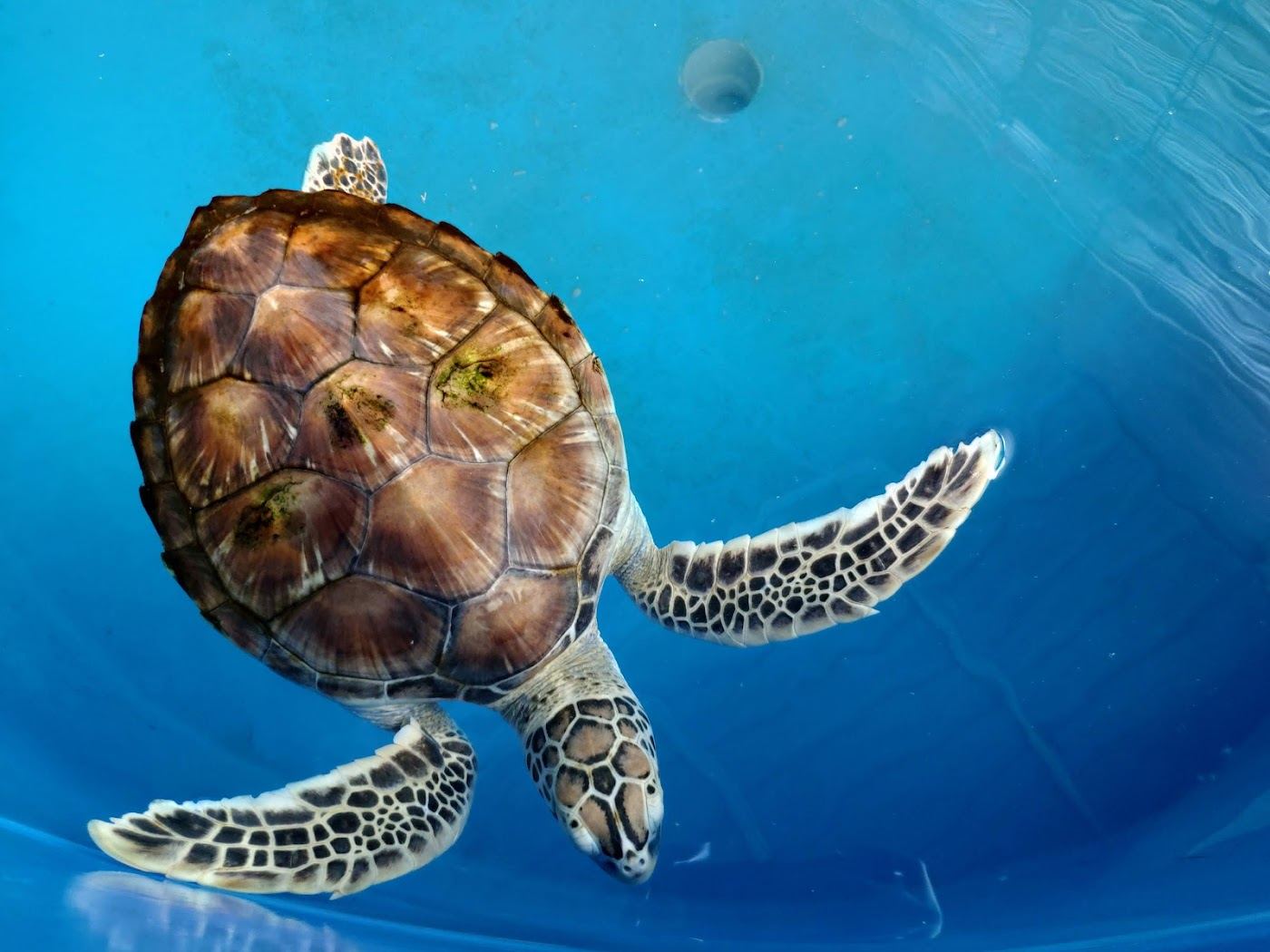 The green turtle conservation station behind the sand at Kerachut Beach in Penang