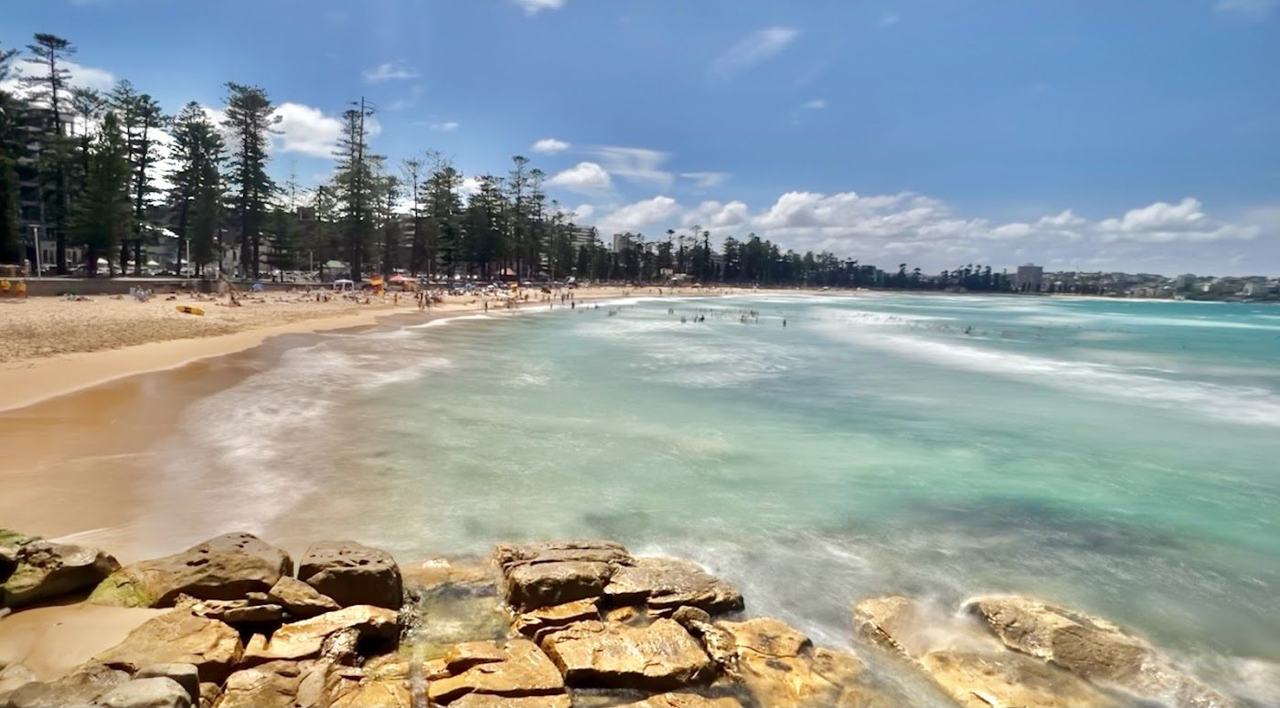Norfolk pines lining the long sweep of Manly Beach in Sydney