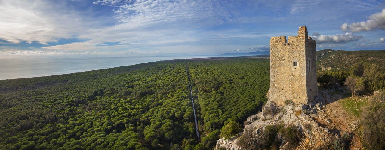 Driftwood and pine forest behind the wild sand of Marina di Alberese in the Maremma park