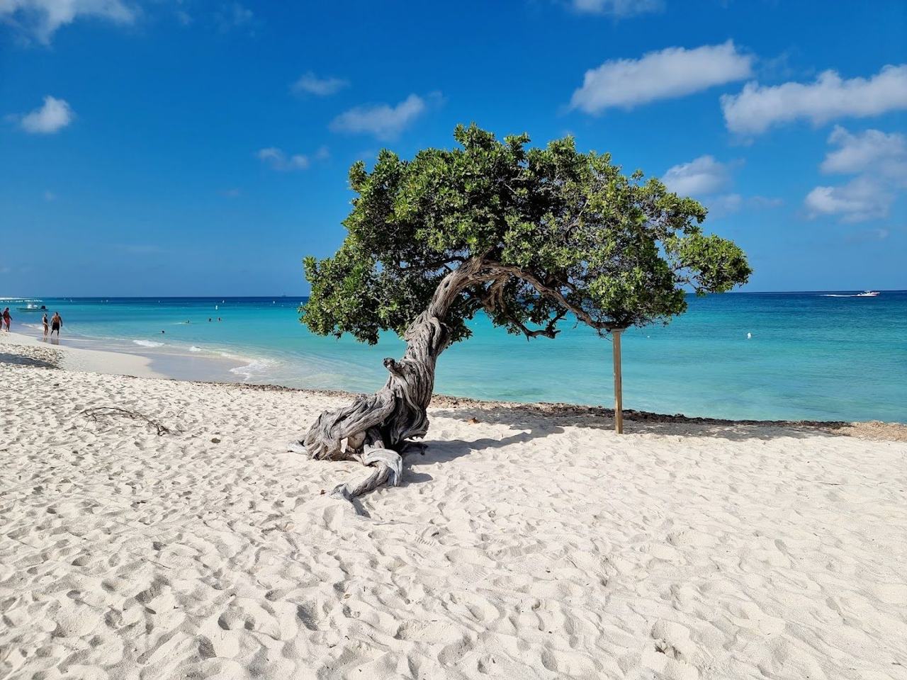 Reliable sun outside the hurricane belt and the wide white sand of Eagle Beach make it a dependable bet.