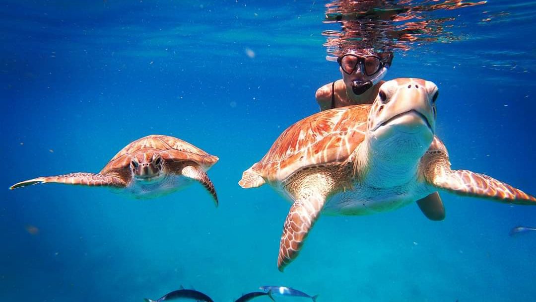 Clear calm shallows where turtles swim at Paynes Bay in Barbados