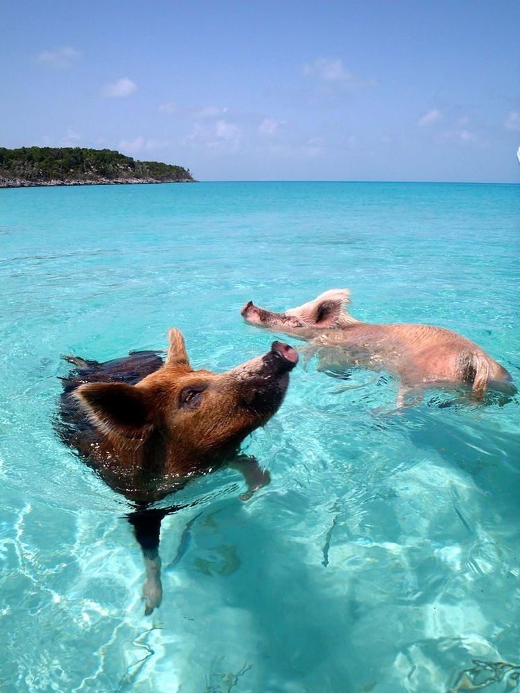 Pale sand and clear turquoise water at Pig Beach on Big Major Cay in the Exumas Bahamas