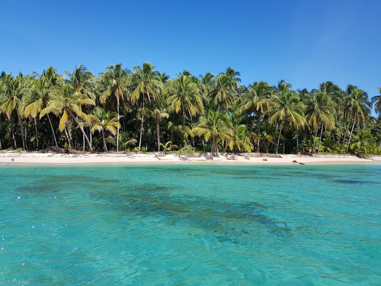 Powder white sand palms and clear turquoise water on a wild Zapatilla cay in Bocas del Toro Panama