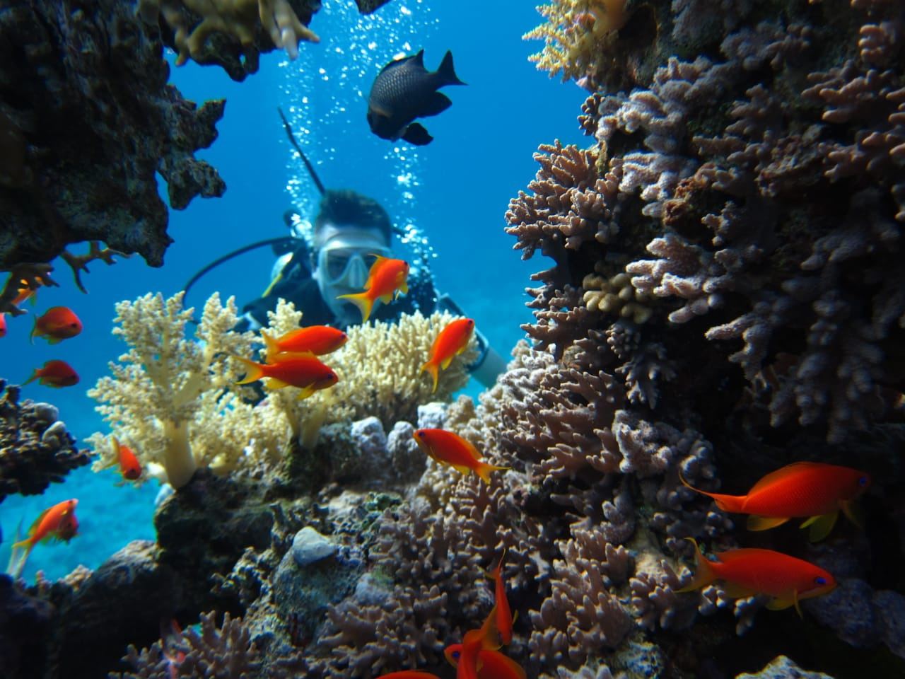 The reef wall and clear water at Ras Nasrani in Sharm El Sheikh in Egypt