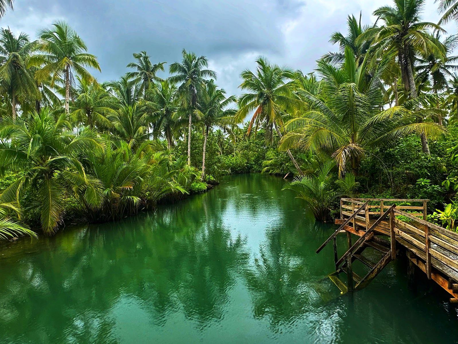 The famous leaning coconut palm over calm water at Maasin on Siargao, a romantic photo spot