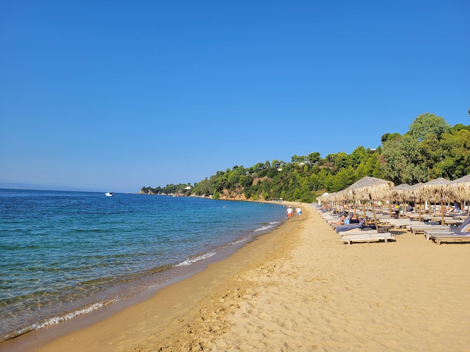 The broad golden sand and gentle water of Agia Paraskevi or Platanias beach on the south coast of Skiathos