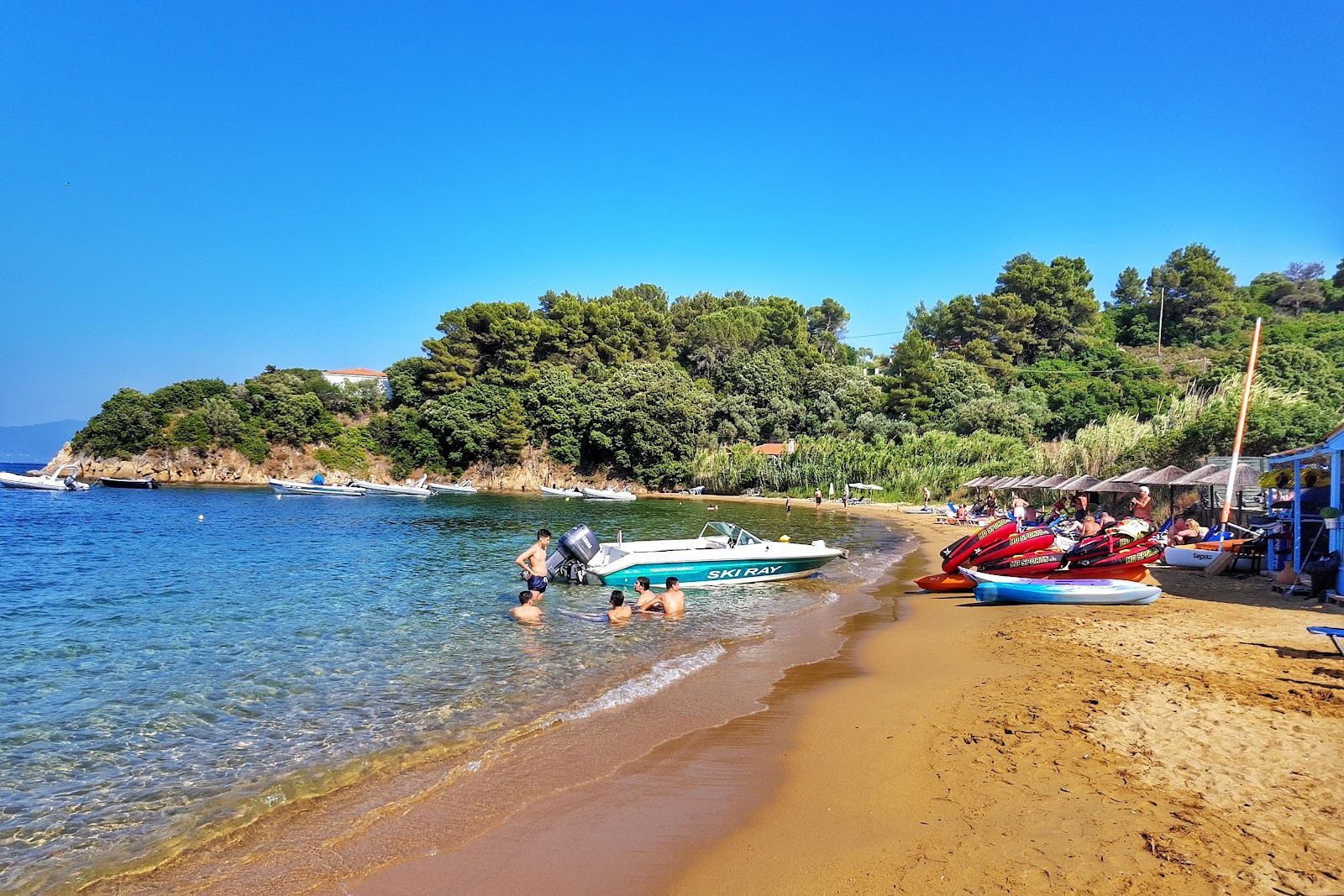 Clear water and pine backed sand at Kanapitsa beach on the Kalamaki peninsula of Skiathos