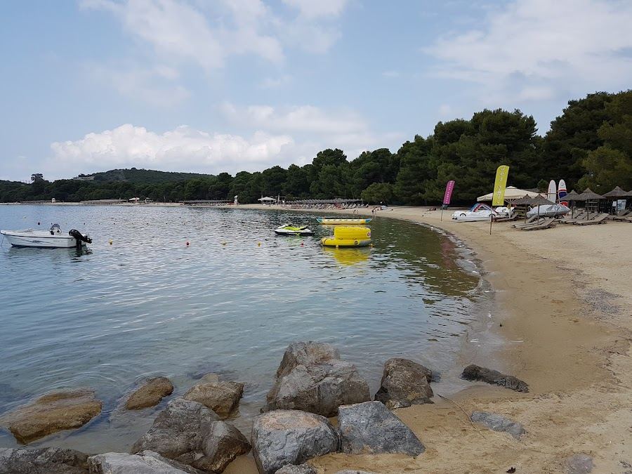 Fine golden sand and pine trees meeting clear shallow water at Koukounaries beach on Skiathos