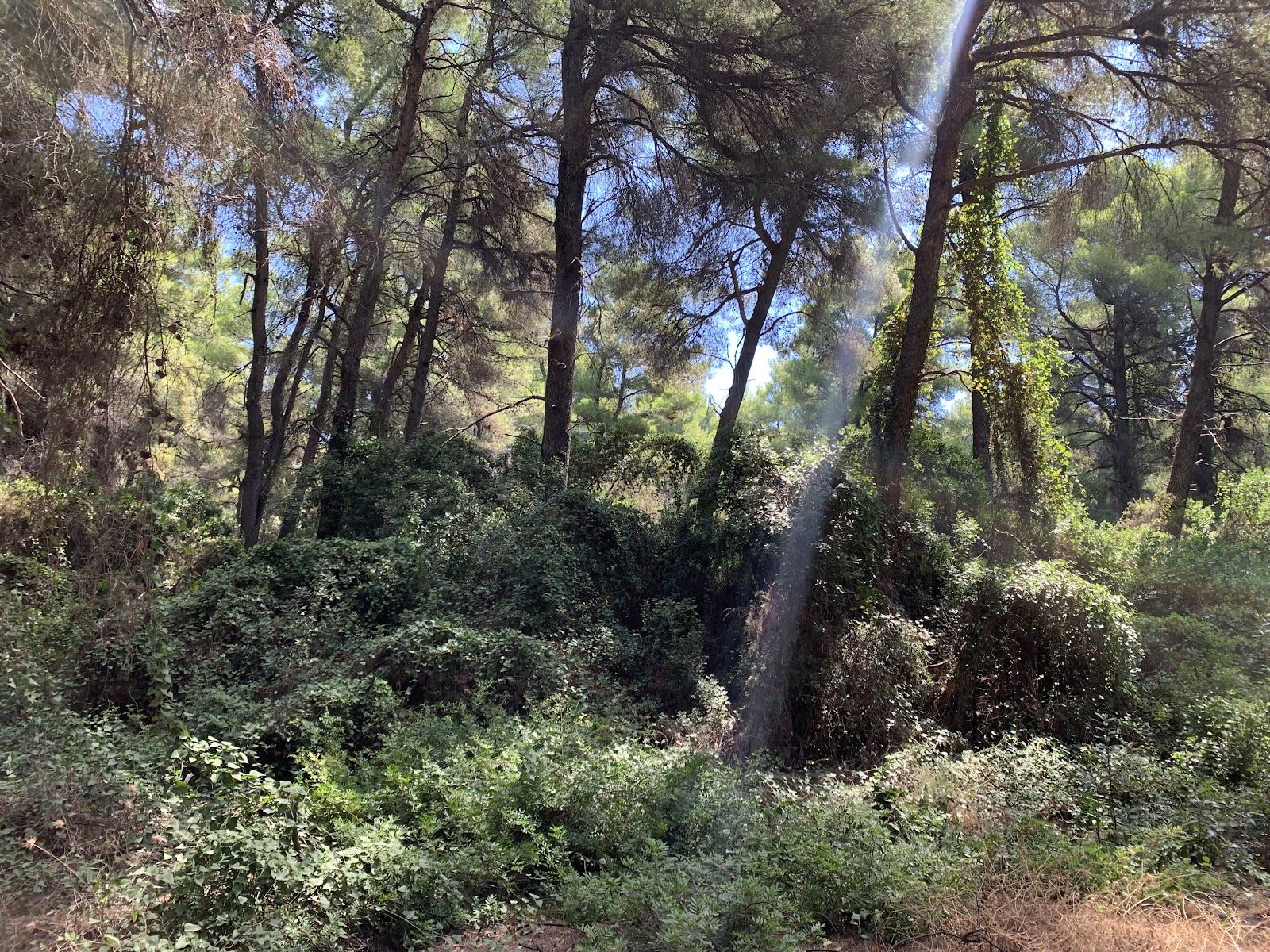 A shaded pine forest path leading to the quiet northern sand of Mandraki beach on Skiathos