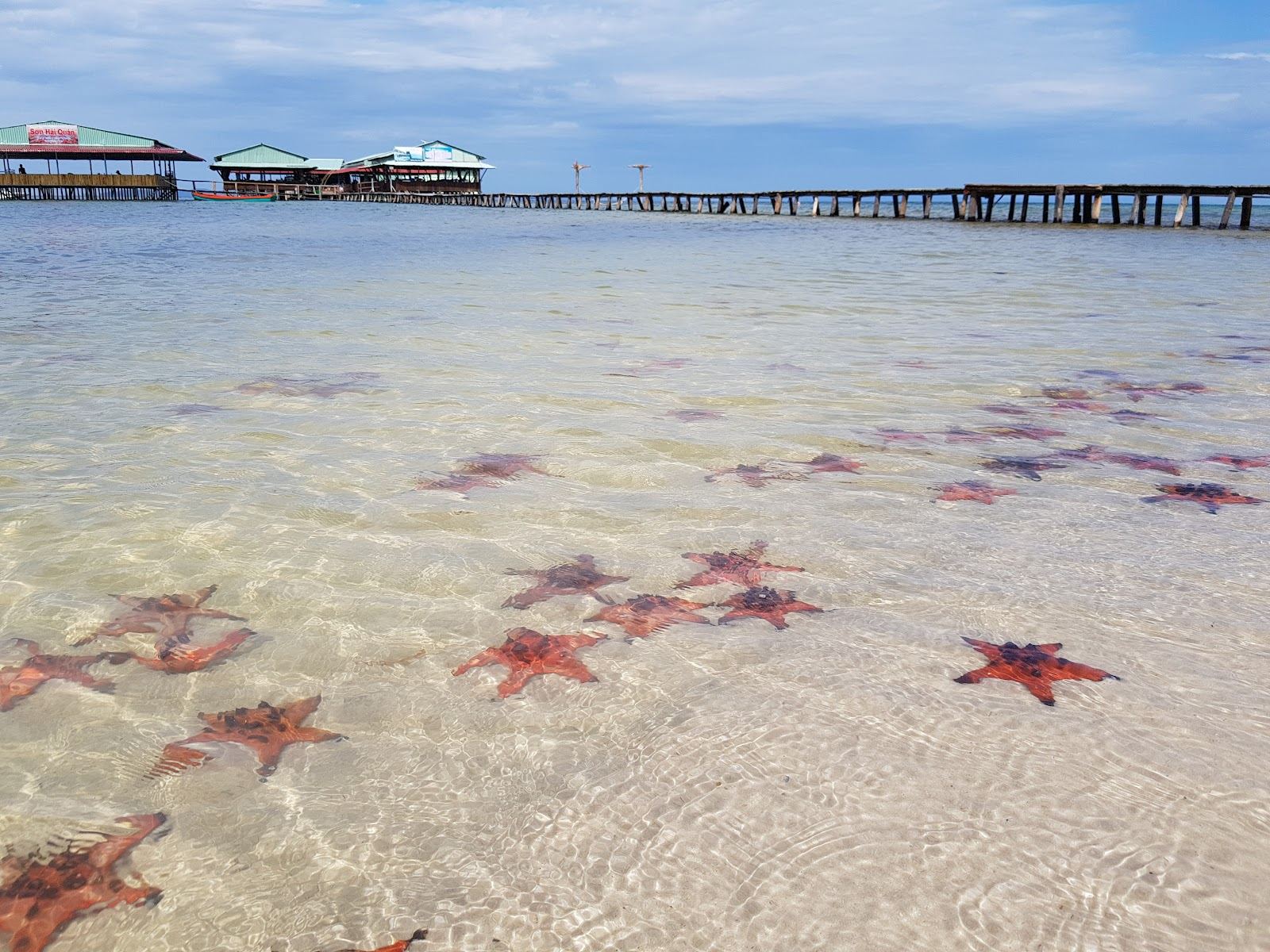 Red and orange horned sea stars resting in clear shallow water at Starfish Beach near Rach Vem on the north coast of Phu Quoc