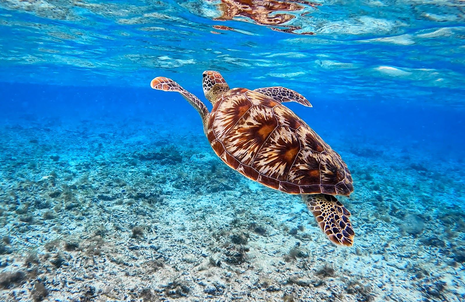 Calm clear shallow water at Turtle Point on the northeast shore of Gili Trawangan