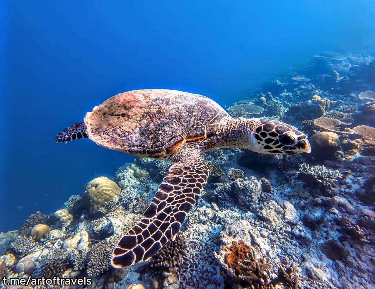 A warm clear lagoon over white sand ideal for swimming and snorkelling in the Maldives